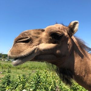 Meet your Posher, Caroline